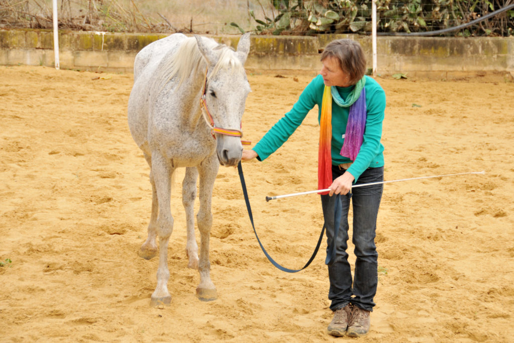 Tellington Bodenarbeit Pferd