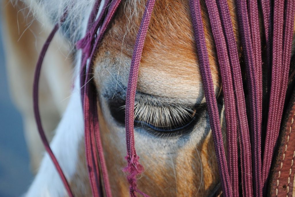 Pferd traurige Augen
