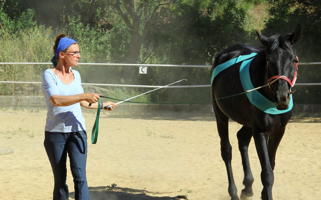 Pferdeausbildung - Bibi Degn