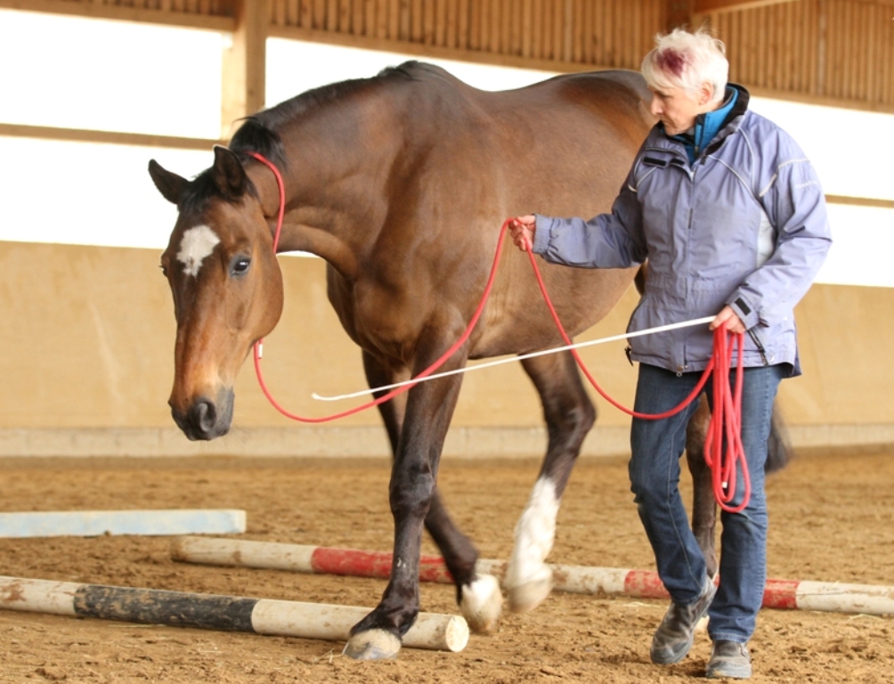 Intensiv-Seminar Tellington TTouch für Pferde mit Robyn Hood