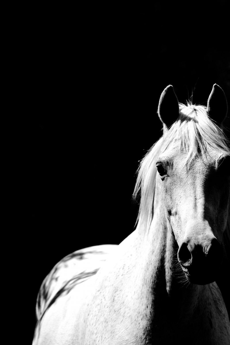 Intensiv-Seminar: Tellington TTouch für Pferde mit Problemen