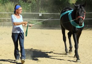 Jungpferd Ausbildung mit Tellington Bibi Degn