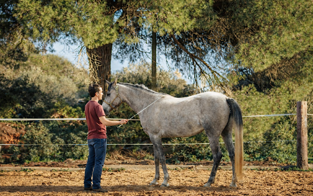 "Dingo" eine Führposition der Tellington-Methode