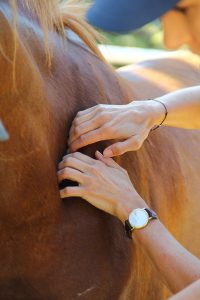 Schulter lösen - eine Technik des Tellington TTouch
