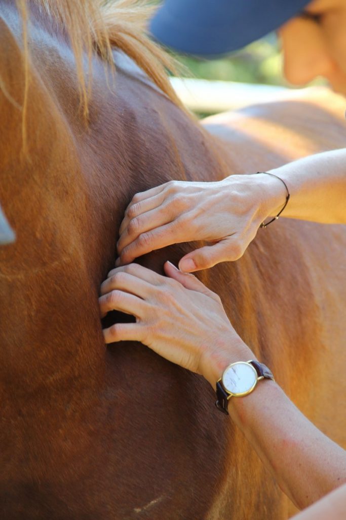 Schulter lösen - eine Technik des Tellington TTouch