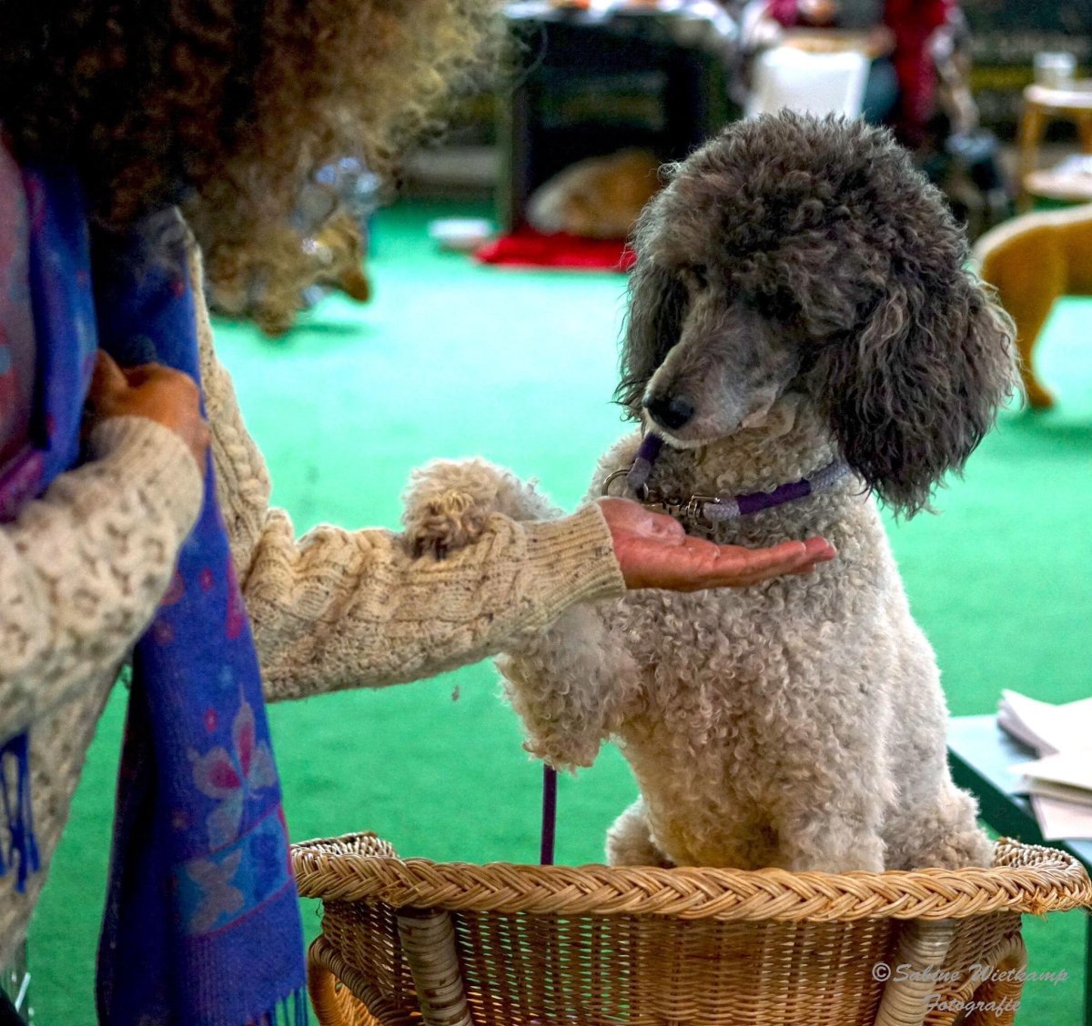 Tellington TTouch für Hunde mit Doris Prinstinger